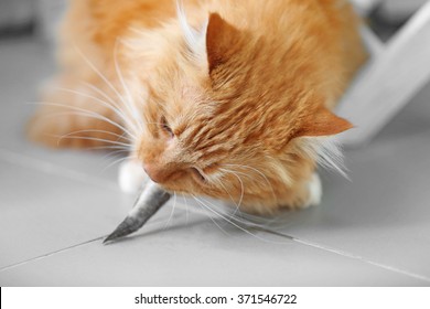 Fluffy Red Cat Eating Fish