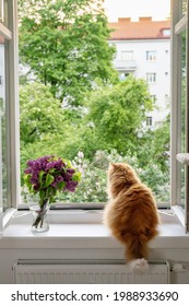 The Fluffy Red Cat Enjoying The Moment And Looking Outside At The Open Window On Summer Time. Comfort Home Zone. Good Moments,