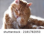 Fluffy red cat, half-breed Maine Coon funny licks his paw. High quality photo