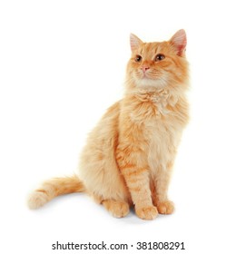 Fluffy red cat isolated on white background