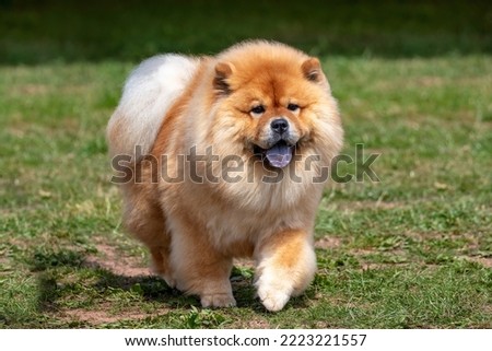 Fluffy red Chinese Chow Chow dog on grass Сток-фото © 