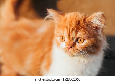 1000 Long Haired Red Orange Kitten Stock Images Photos Vectors