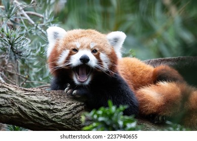 Fluffy Red Panda, Lesser Panda , is Yawning on the Tree - Shutterstock ID 2237940655