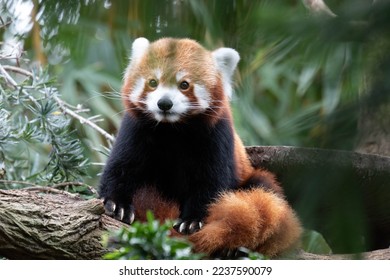 Fluffy Red Panda is relaxing on the Tree - Shutterstock ID 2237590079