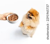 Fluffy red spitz stands on its hind legs and asks for food, which owner holds in her hand. The dog is hungry and begging for delicious food. Pet and white ceramic bowl in studio on white background.