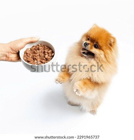 Fluffy red spitz stands on its hind legs and asks for food, which owner holds in her hand. The dog is hungry and begging for delicious food. Pet and white ceramic bowl in studio on white background.
