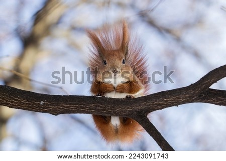 A fluffy red squirrel with a white breast and a beautiful tail sits high on a tree on a brown branch in a frosty winter park and looks at me against a blue sky in December folded paws