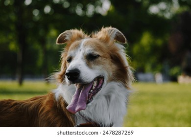 A fluffy red and white border collie walks in a summer park at sunset. One happy friendly pet dog is walking without a leash in a green clearing. Close up view portrait - Powered by Shutterstock