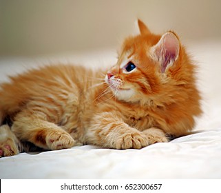 1000 Long Haired Red Orange Kitten Stock Images Photos Vectors