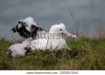 Fluffy Royal Albatross chick stretching its wings, Otago Peninsula, New Zealand.