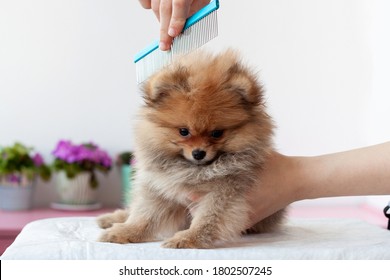 A fluffy sable Pomeranian puppy is combed with a blue comb by a grummer, the puppy is turned in front