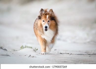 cute shetland sheepdog