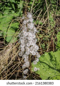 Fluffy seeds of the butterbur (latin name: Petasites hybridus) by the stream in western Serbia