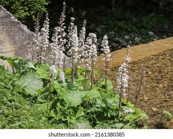 Fluffy seeds of the butterbur (latin name: Petasites hybridus) by the stream in western Serbia