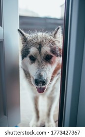 The Fluffy Shaggy Dog Alaskan Malamute Got Wet In The Rain And Goes Into The Crowbar To Warm Up - A Cute Face At The Door