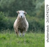 fluffy sheep in a field