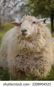 Fluffy Sheep Portrait In Nature 