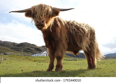 A Fluffy Shetland Cow Enjoying On Green Land In Scotland 