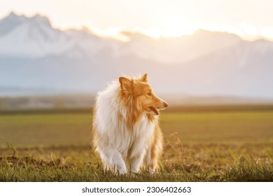 Fluffy shetland sheepdog on the snowy mountains background - Powered by Shutterstock