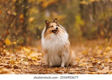 Fluffy shetland sheepdog sheltie dog sits gracefully amidst vibrant, colorful autumn leaves. - Powered by Shutterstock