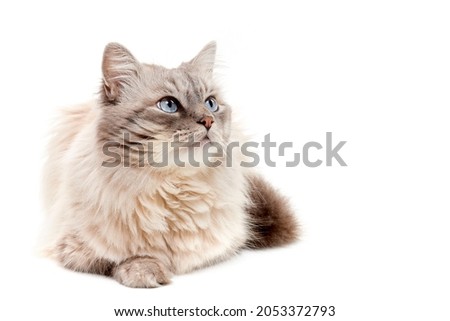 Fluffy siberian cat with blue eyes looking interested while lying on white background.