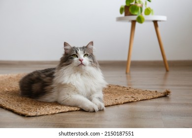 Fluffy siberian cat sitting on the jute wicker rug. Beautiful purebred long haired kitty on the hardwood floor in living room. Close up, copy space, white wall background.