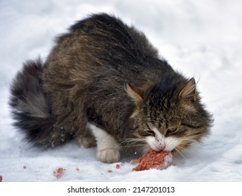 Fluffy Siberian Homeless Cat Eating In The Snow Outside In Winter