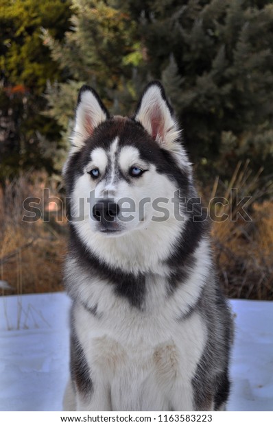 fluffy siberian husky