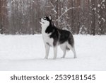 Fluffy Siberian husky in the winter snow forest. A purebred beautiful dog stands in the snow. The exterior of the breed. Winter background. The perfect dog. Postcard.