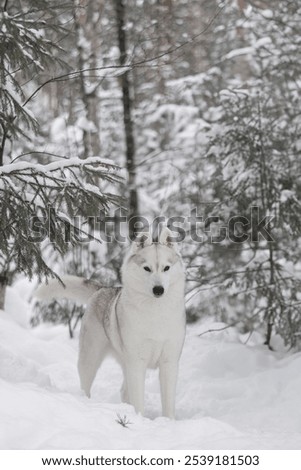 Image, Stock Photo White Samoyed dog beside lantern in snowy Lapland