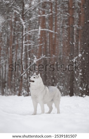 Similar – Image, Stock Photo White Samoyed dog beside lantern in snowy Lapland