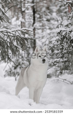 Similar – Image, Stock Photo White Samoyed dog beside lantern in snowy Lapland