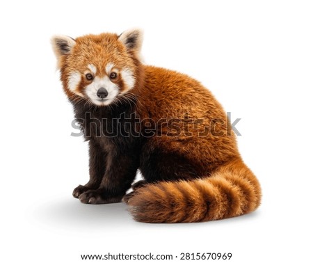 Fluffy sitting red panda studio portrait, isolated on a seamless white background for commercial stock asset use