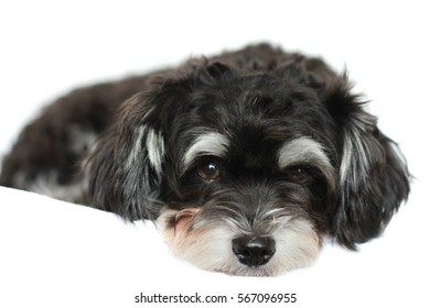 small black and white long haired dog
