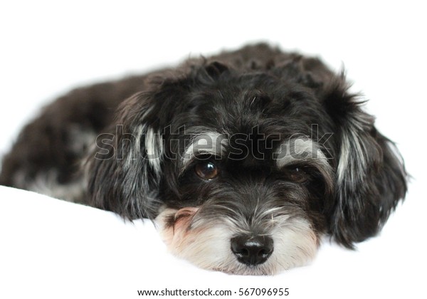 small black fluffy dog