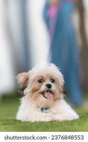 Un pequeño perro esponjoso con una expresión alegre se sienta en la hierba, con la lengua fuera, con figuras humanas borrosas en el fondo.