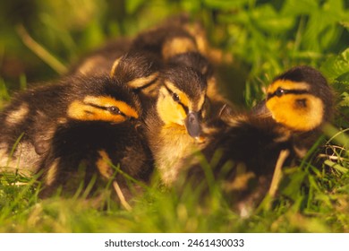 fluffy and small ducklings resting lying next to each other, wild nature - Powered by Shutterstock