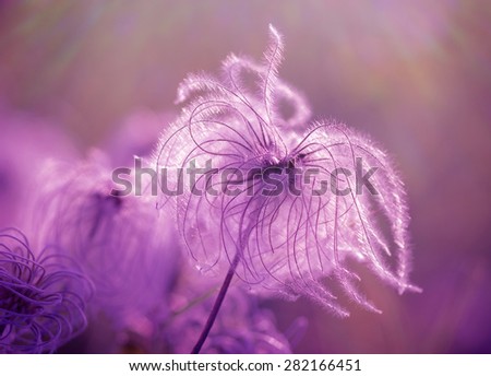 Similar – Kohlweißschmetterling auf Blutfelberich