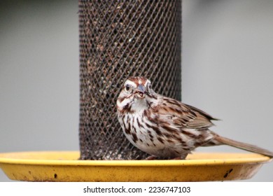 A fluffy song sparrow with heavy brown striped markings sitting in the dish of a yellow bird feeder eating some thistle or nyjer seed in the Winter. The seed sticks out of the mesh wiring of the tube. - Shutterstock ID 2236747103