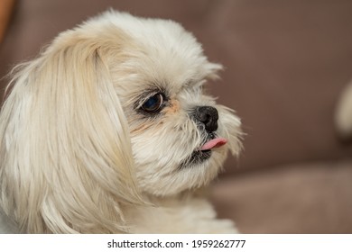 Fluffy Squint Dog. Cute Look. Close-up At Nose, Very Sharp Image.