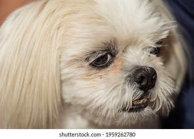 Fluffy Squint Dog. Cute Look. Close-up At Nose,