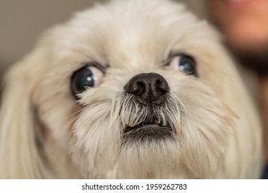 Fluffy Squint Dog. Cute Look. Close-up At Nose