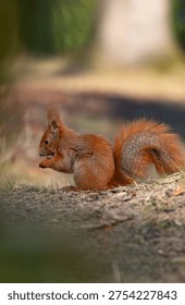 A fluffy squirrel eats a nut on a green background