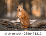 Fluffy squirrel with fluffy tail stands on its hind legs on the ground covered with colorful leaves, against magical autumn background. European squirrel with fluffy ears and black eyes.Wild animals 