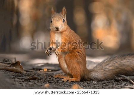 Similar – Foto Bild Ein europäisches Eichhörnchen sitzt auf einem Futterhäuschen im Wald und frisst Nahrung