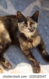 Fluffy Street Cats In Olympos, An Old Mountain Village On The Greek Island Karpathos, Greece