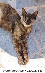 Fluffy Street Cats In Olympos, An Old Mountain Village On The Greek Island Karpathos, Greece