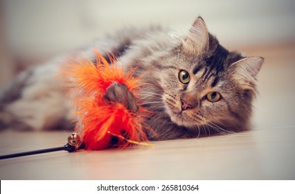 The fluffy striped domestic cat plays with a toy.  - Shutterstock ID 265810364