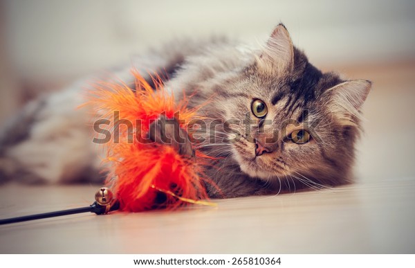 The fluffy\
striped domestic cat plays with a toy.\
