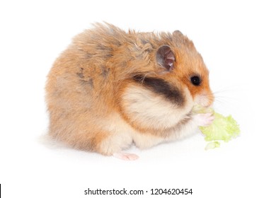 Fluffy Syrian Hamster Eating Broccoli Cabbage Stock Photo 1204620454 ...